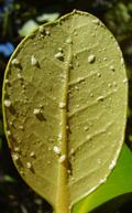 white mangrove